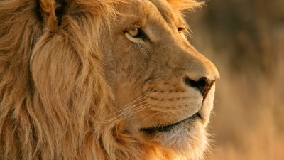 Lion Lion
